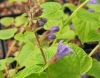 Show product details for Meehania urticifolia